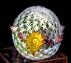 Mammillaria solisioides