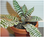 CRYPTANTHUS (КРИПТАНТУС) 2 Описание: 26652329_7bb550f832