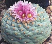 КАКТУСИ В РЕЛІГІЙНИХ ОБРЯДАХ ДАВНЬОЇ ТА СУЧАСНОЇ АМЕРИКИ 2 Lophophora fricii Hansen