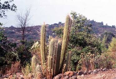 COPIAPOA