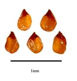 ARGYRODERMA (АРГИРОДЕРМА) 2 Seeds of Argyroderma testiculare