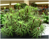 CRYPTANTHUS (КРИПТАНТУС) 3 CRYPTANTHUS (КРИПТАНТУС) | 2