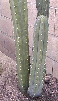 КАКТУСИ В РЕЛІГІЙНИХ ОБРЯДАХ ДАВНЬОЇ ТА СУЧАСНОЇ АМЕРИКИ 3 Echinopsis pachanoi