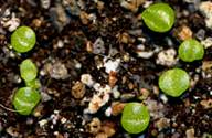 ARGYRODERMA (АРГИРОДЕРМА) 3 ARGYRODERMA (АРГИРОДЕРМА) | 2