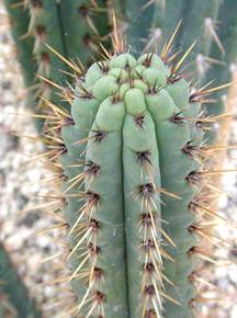 КАКТУСИ В РЕЛІГІЙНИХ ОБРЯДАХ ДАВНЬОЇ ТА СУЧАСНОЇ АМЕРИКИ 4 Echinopsis cuzcoensis