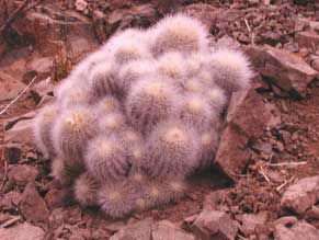 COPIAPOA