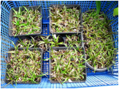 CRYPTANTHUS (КРИПТАНТУС) 4 CRYPTANTHUS (КРИПТАНТУС) | 3
