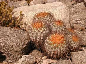 COPIAPOA