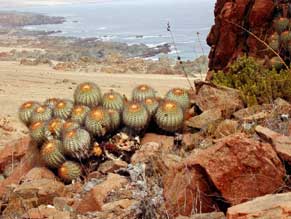 COPIAPOA