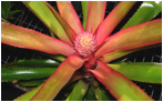 CRYPTANTHUS (КРИПТАНТУС) 5 CRYPTANTHUS (КРИПТАНТУС) | 4