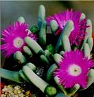 ARGYRODERMA (АРГИРОДЕРМА) 5 ARGYRODERMA (АРГИРОДЕРМА) | 4