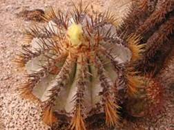 COPIAPOA