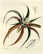 CRYPTANTHUS (КРИПТАНТУС) 6 CRYPTANTHUS (КРИПТАНТУС) | 5