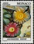 ARGYRODERMA (АРГИРОДЕРМА) 6 Argyroderma roseum
