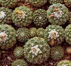 STROMBOCACTUS (СТРОМБОКАКТУС) | 5