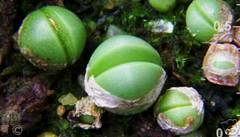 ARGYRODERMA (АРГИРОДЕРМА) 9 ARGYRODERMA (АРГИРОДЕРМА) | 5