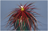CRYPTANTHUS (КРИПТАНТУС) 9 CRYPTANTHUS (КРИПТАНТУС) | 8