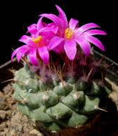 Strombocactus disciformis ssp. esperanzae