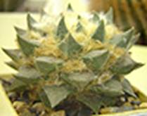 КАКТУСИ В РЕЛІГІЙНИХ ОБРЯДАХ ДАВНЬОЇ ТА СУЧАСНОЇ АМЕРИКИ 7 Ariocarpus retusus