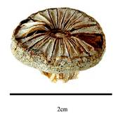 ARGYRODERMA (АРГИРОДЕРМА) 7 Fruit of Argyroderma testiculare
