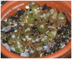 CARNEGIEA (КАРНЕГИЯ) 8 CARNEGIEA (КАРНЕГИЯ) | 7
