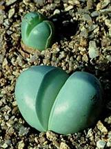 ARGYRODERMA (АРГИРОДЕРМА) 8 Argyroderma pearsonii
