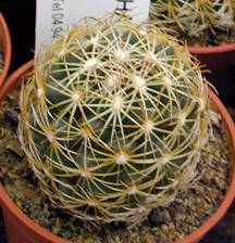 КАКТУСИ В РЕЛІГІЙНИХ ОБРЯДАХ ДАВНЬОЇ ТА СУЧАСНОЇ АМЕРИКИ 9 Coryphantha compacta