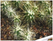 CARNEGIEA (КАРНЕГИЯ) 9 CARNEGIEA (КАРНЕГИЯ) | 8