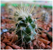 CARNEGIEA (КАРНЕГИЯ) 10 CARNEGIEA (КАРНЕГИЯ) | 9