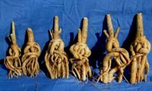 CUSSONIA (КУССОНИЯ) 4 CUSSONIA (КУССОНИЯ) | 4