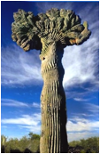 CARNEGIEA (КАРНЕГИЯ) 13 CARNEGIEA (КАРНЕГИЯ) | 12