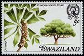 CUSSONIA (КУССОНИЯ) 6 Cussonia spicata