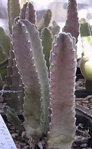 ЧИ НАСПРАВДІ ВАШ КАКТУС Є КАКТУСОМ? 2 Stapelia grandiflora
