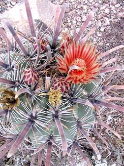 ЧИ НАСПРАВДІ ВАШ КАКТУС Є КАКТУСОМ? 3 Ferocactus emoryi