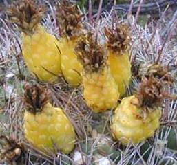 ЧИ НАСПРАВДІ ВАШ КАКТУС Є КАКТУСОМ? 5 Ferocactus wislizeni