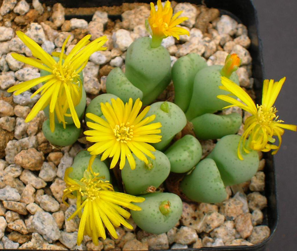 Conophytum bilobum subsp. bilobum var. elishae Conophytum bilobum subsp. bilobum var. elishae