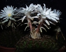 ДИСКОКАКТУСЫ 1 Discocactus hartmannii