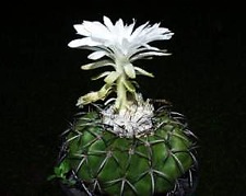 ДИСКОКАКТУСЫ 2 Discocactus placentiformis