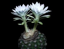 Discocactus buenekeri
