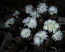 ДИСКОКАКТУСЫ 4 Discocactus horstii