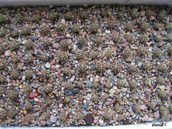 MELOCACTUS MATANZANUS В КОМНАТНОЙ КУЛЬТУРЕ 6 MELOCACTUS MATANZANUS В КОМНАТНОЙ КУЛЬТУРЕ | 6