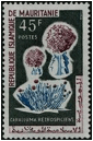 DESMIDORCHIS (ДЕСМИДОРХИС) 2 Caralluma retrospiciens