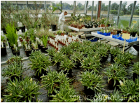 CYLINDROPHYLLUM (ЦИЛИНДРОФИЛЛУМ) 2 Download now