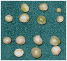 BOOPHONE (БООФОНЕ) 2 P6212456 - Boophone disticha seed, June 2008 by amarguy.