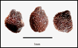 CYLINDROPHYLLUM (ЦИЛИНДРОФИЛЛУМ) 3 CYLINDROPHYLLUM (ЦИЛИНДРОФИЛЛУМ) | 2