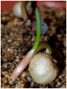 BOOPHONE (БООФОНЕ) 3 aPA121596 - germinating boophone disticha seed by amarguy.