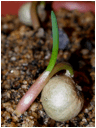 aPA121596 - germinating boophone disticha seed by amarguy.