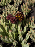 DESMIDORCHIS (ДЕСМИДОРХИС) 4 Caralluma speciosa