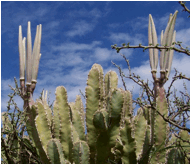 Caralluma speciosa