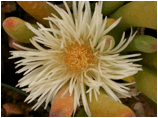 CYLINDROPHYLLUM (ЦИЛИНДРОФИЛЛУМ) 6 dscn2089.jpg